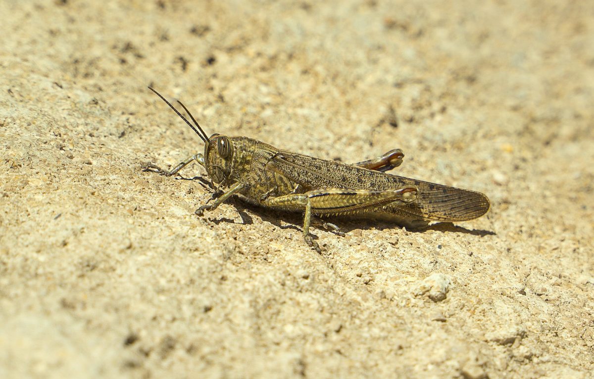 Wüstenheuschrecke